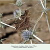 polygonia egea talysh